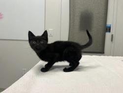 Shelter Stray Female Cat last seen Near Dr. Martin Luther King Jr. Blvd, KCMO, 64130, 64130, MO, Kansas City, MO 64132