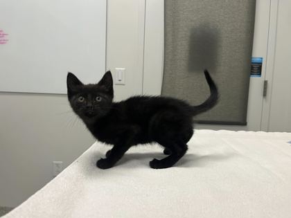Shelter Stray Female Cat last seen Near Dr. Martin Luther King Jr. Blvd, KCMO, 64130, 64130, MO, Kansas City, MO 64132