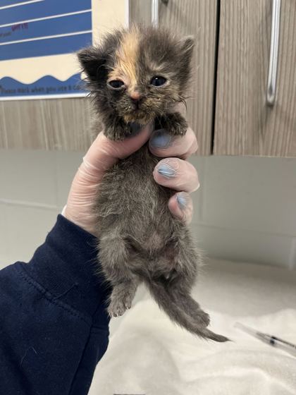 Shelter Stray Female Cat last seen Quincy & Smart Ave, KCMO, 64124, 64124, MO, Kansas City, MO 64132