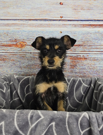 Shelter Stray Female Dog last seen Edgecliff Village, TX 76134, Fort Worth, TX 76140