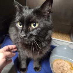Shelter Stray Female Cat last seen Near Ronforth Street Fairhope, AL 36532, Fairhope Animal Control Jurisdiction, AL, Fairhope, AL 36532