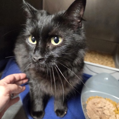 Shelter Stray Female Cat last seen Near Ronforth Street Fairhope, AL 36532, Fairhope Animal Control Jurisdiction, AL, Fairhope, AL 36532