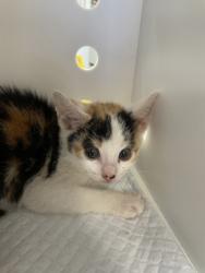 Shelter Stray Female Cat last seen Havelock, NC 28532, New Bern, NC 28562