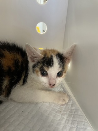 Shelter Stray Female Cat last seen Havelock, NC 28532, New Bern, NC 28562