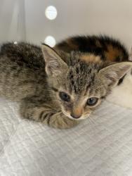 Shelter Stray Female Cat last seen Havelock, NC 28532, New Bern, NC 28562