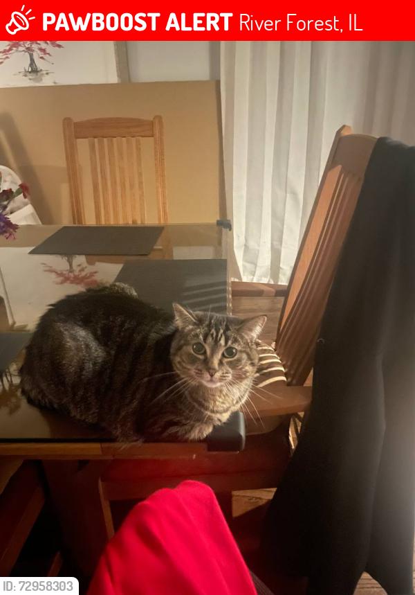 Lost Female Cat last seen Ashland Ave and North ave, River Forest, IL 60305