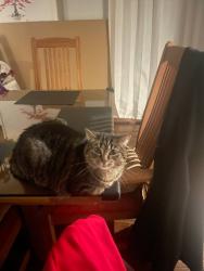 Lost Female Cat last seen Ashland Ave and North ave, River Forest, IL 60305