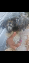Lost Female Dog last seen East Chattanooga, Chattanooga, TN 37406