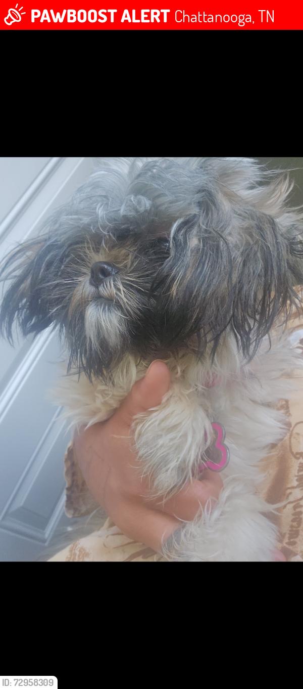 Lost Female Dog last seen East Chattanooga, Chattanooga, TN 37406