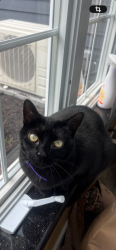 Lost Female Cat last seen Upper Moreland middle school , Hatboro, PA 19040