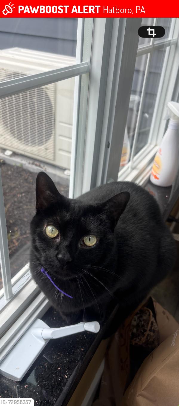 Lost Female Cat last seen Upper Moreland middle school , Hatboro, PA 19040