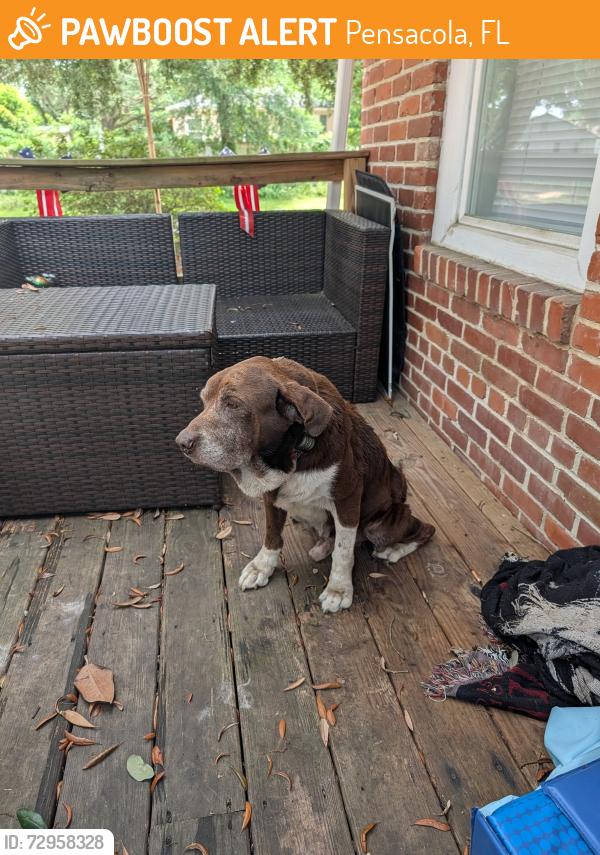 Found/Stray Male Dog last seen Gulf Beach Hwy, Pensacola, FL 32507