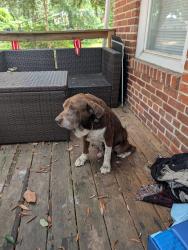 Found/Stray Male Dog last seen Gulf Beach Hwy, Pensacola, FL 32507
