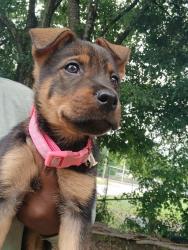Found/Stray Female Dog last seen River Rd, Columbus, GA 31904