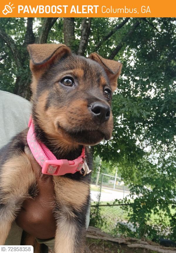 Found/Stray Female Dog last seen River Rd, Columbus, GA 31904