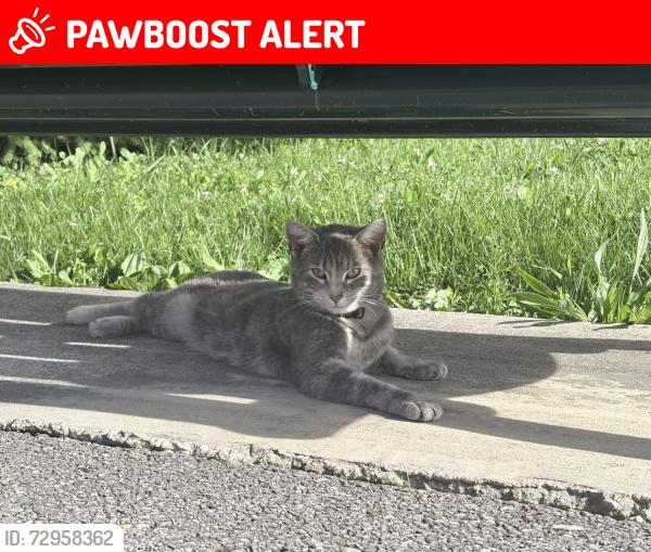 Lost Female Cat last seen Winchester pike, Canal Winchester, OH 43110