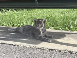 Lost Female Cat last seen Winchester pike , Canal Winchester, OH 43110