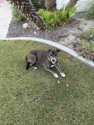 Reunited Female Dog last seen Deer Peak Park, Bakersfield, CA 93311