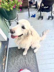 Reunited Female Dog last seen Came up to my porch on S Laurel Street in Oregon Hill , Richmond, VA 23220