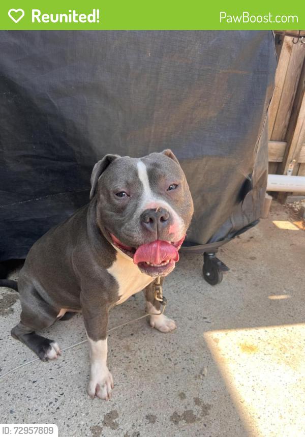 Reunited Male Dog last seen Bolton Street/St. Marks, Winston-Salem, NC 27103