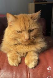 Lost Male Cat last seen Bbv, Blaine, WA 98230