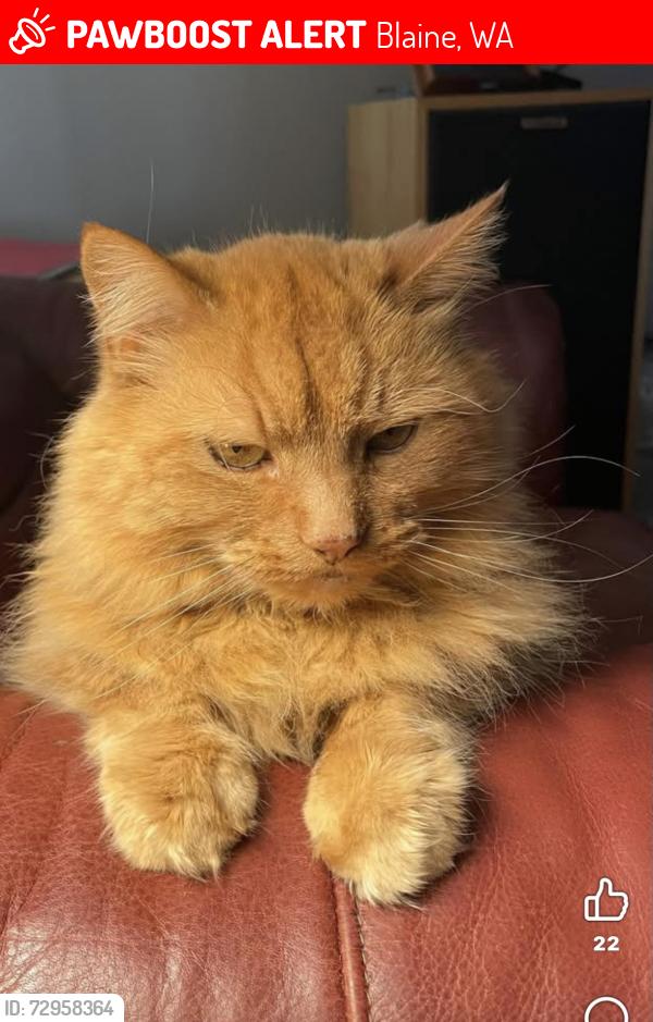 Lost Male Cat last seen Bbv, Blaine, WA 98230
