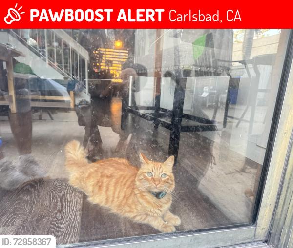 Lost Male Cat last seen Near Laurelwood st , Carlsbad, CA 92011