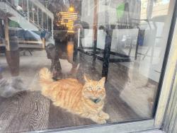 Lost Male Cat last seen Near Laurelwood st , Carlsbad, CA 92011