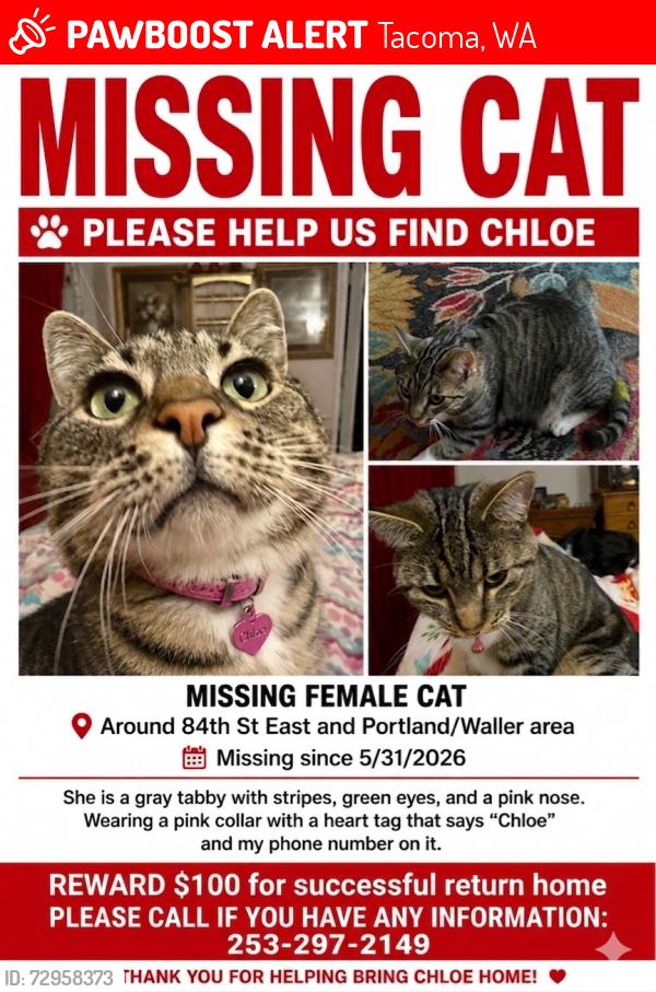 Lost Female Cat last seen 24th ave, Tacoma, WA 98446