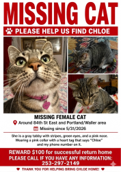 Lost Female Cat last seen 24th ave, Tacoma, WA 98446