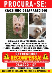 Lost Male Dog last seen Rua Marfim, Cidade das Flores, SP 06184-290