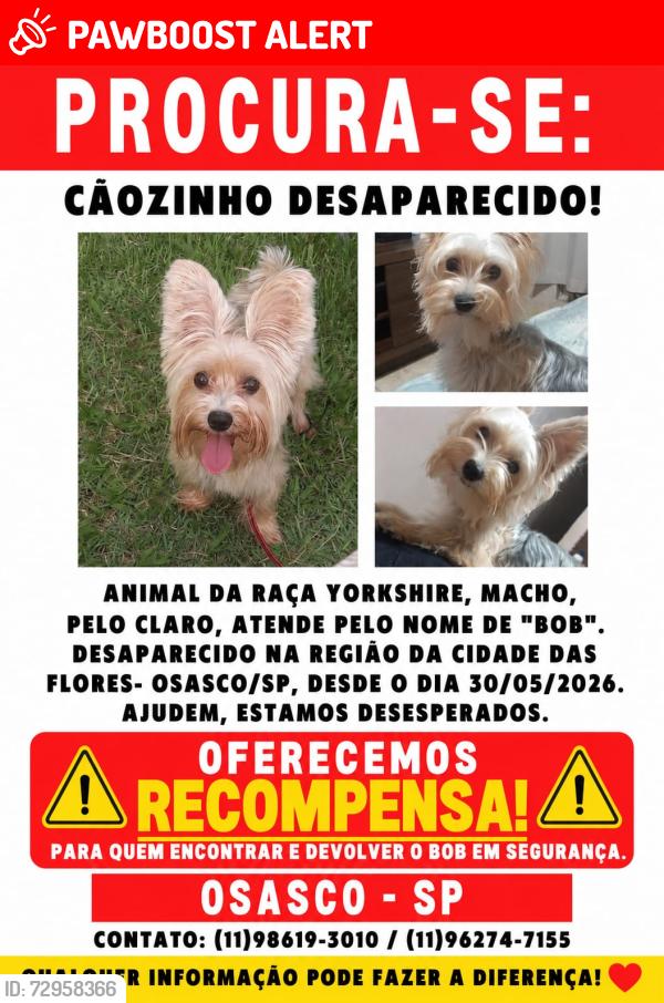 Lost Male Dog last seen Rua Marfim, Cidade das Flores, SP 06184-290