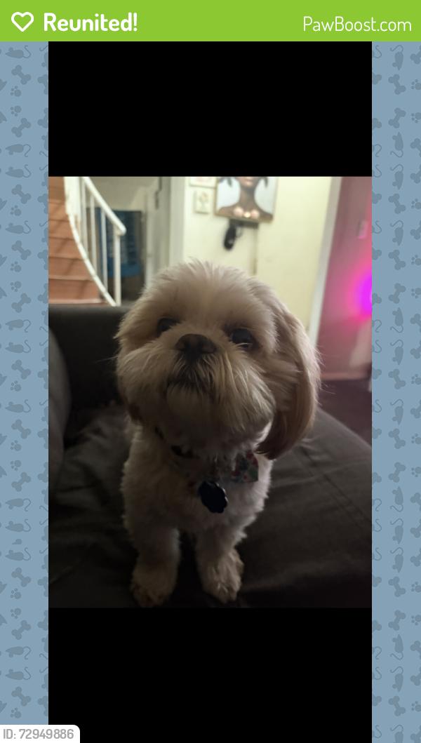 Reunited Male Dog last seen Near Powderhorn cir, Las Vegas, NV 89128