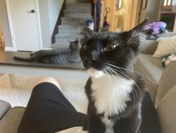 Reunited Female Cat last seen Near Palma Cir, Yorba Linda, ca, Yorba Linda, CA 92886