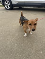Reunited Male Dog last seen Blockade runner dr, Fayetteville, NC 28306