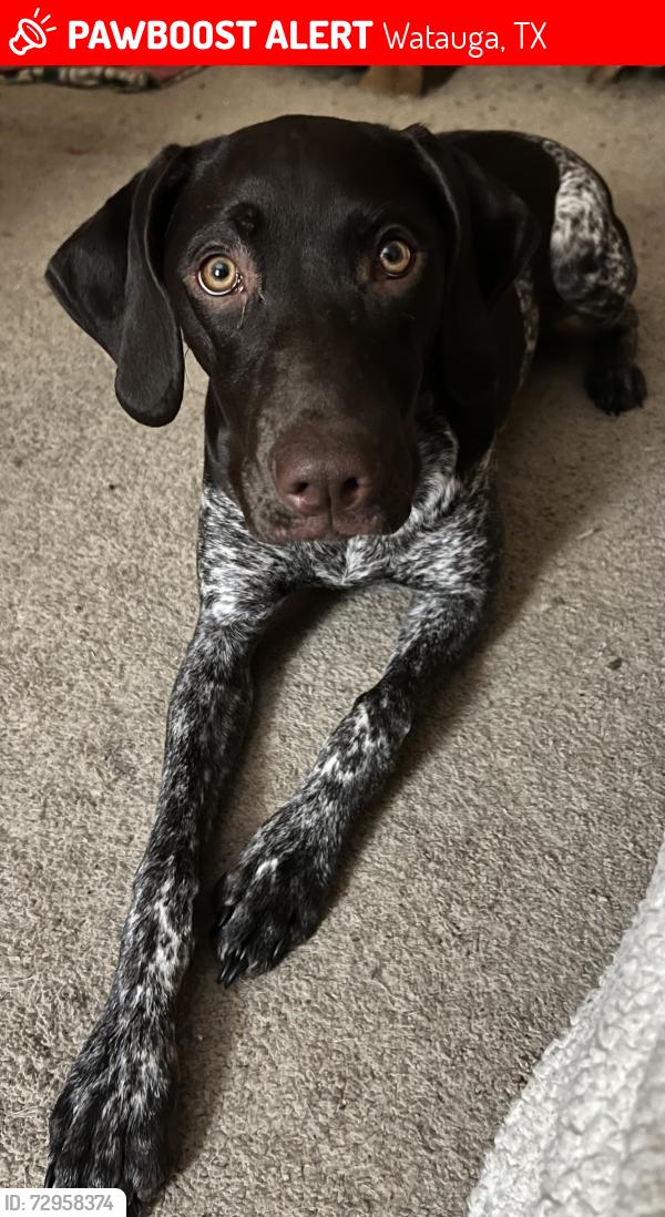 Lost Female Dog last seen Near grace hardeman elementary, Watauga, TX 76148