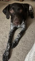 Lost Female Dog last seen Near grace hardeman elementary, Watauga, TX 76148