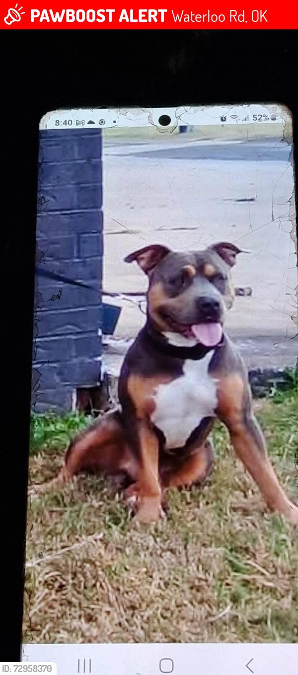 Lost Male Dog last seen Waterloo + Coltrane, Waterloo Rd, OK 73016
