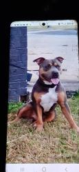Lost Male Dog last seen Waterloo + Coltrane, Waterloo Rd, OK 73016