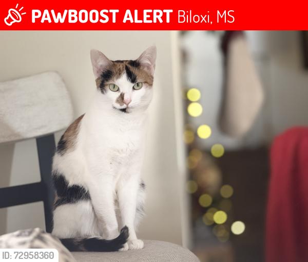 Lost Female Cat last seen Havenwood Dr. / Brasher Rd., Biloxi, MS 39532