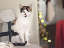 Lost Female Cat last seen Havenwood Dr. / Brasher Rd., Biloxi, MS 39532