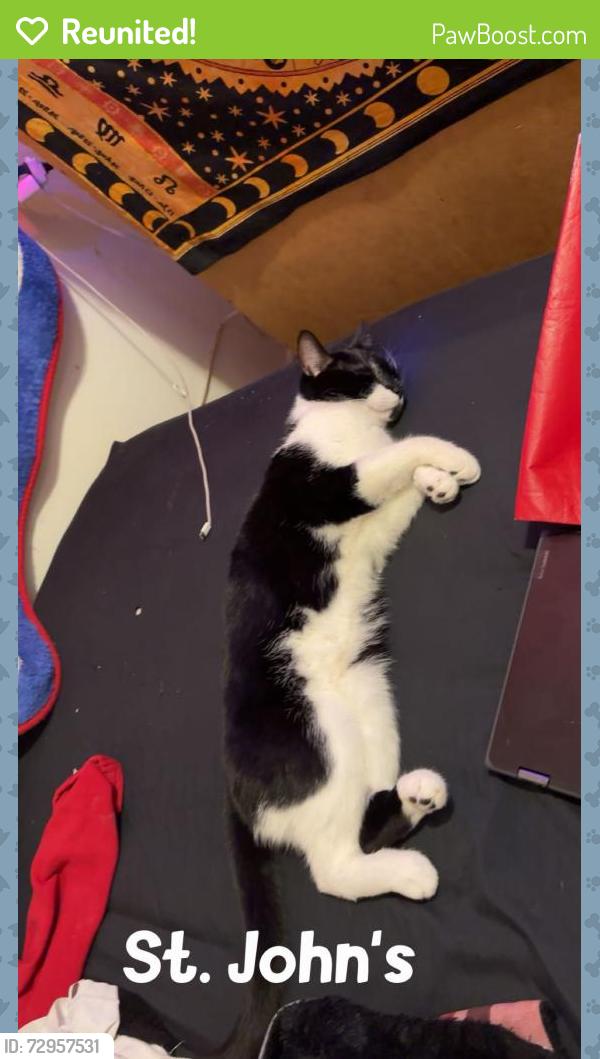 Reunited Male Cat last seen St. john’s , St. John's, NL A1C
