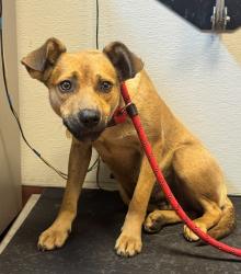 Shelter Stray Female Dog last seen Near Davis Street, SAN LEANDRO, CA, 94577, Oakland, CA 94621