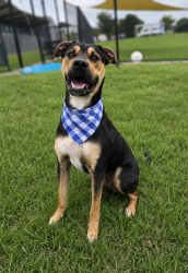 Shelter Stray Male Dog last seen Near Monte Road, DUSON, LA, 70529, Lafayette, LA 70507