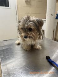 Shelter Stray Male Dog last seen FL, Melbourne, FL 32934