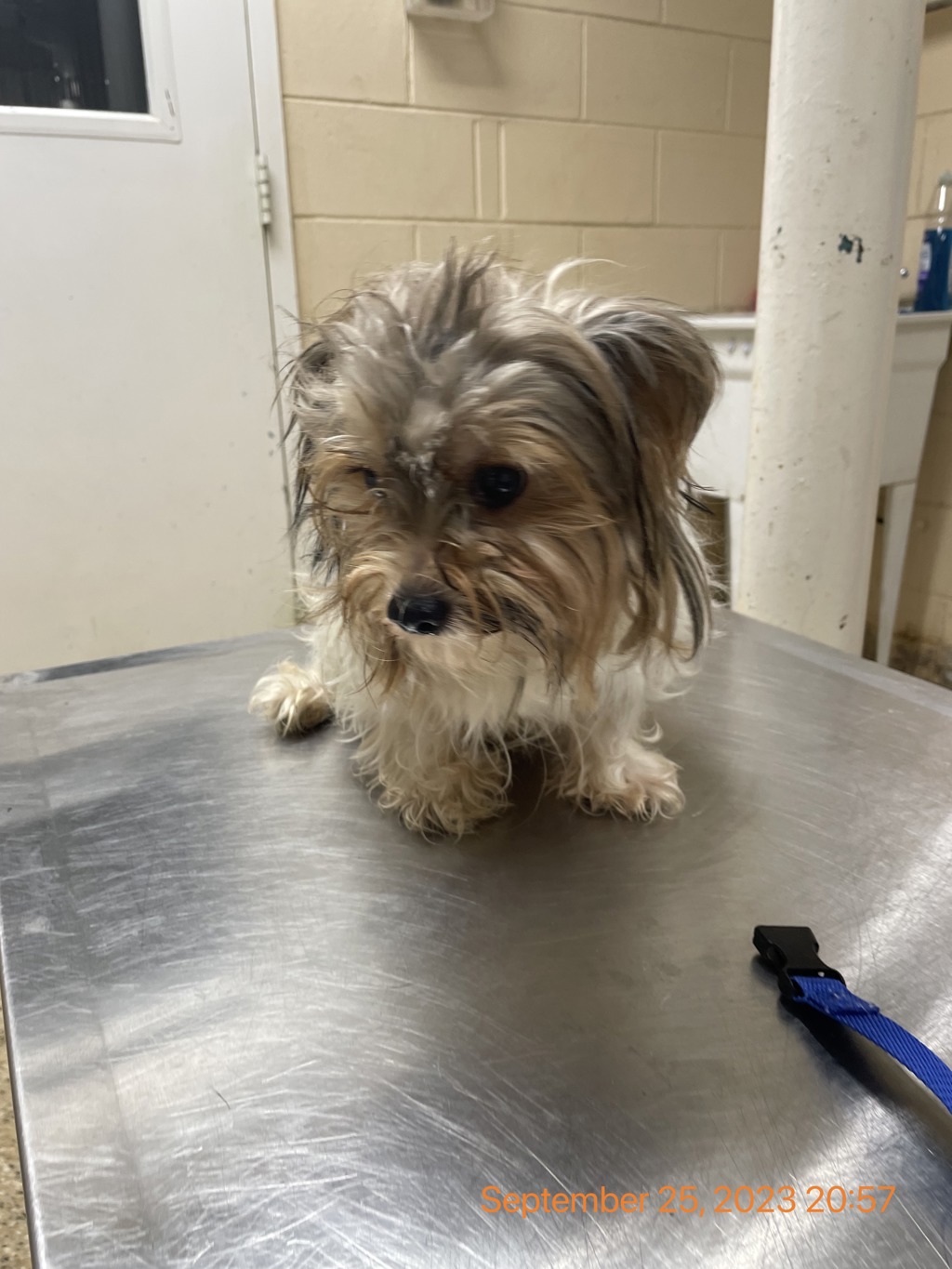 Shelter Stray Male Dog last seen FL, Melbourne, FL 32934