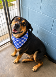Shelter Stray Male Dog last seen Bayou Shadows Apartment Complex, LAFAYETTE, LA, 70506, 410 Dugas Rd, Lafayette, LA 70507, USA