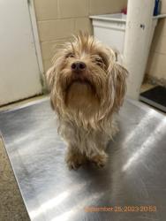 Shelter Stray Female Dog last seen FL, Melbourne, FL 32934