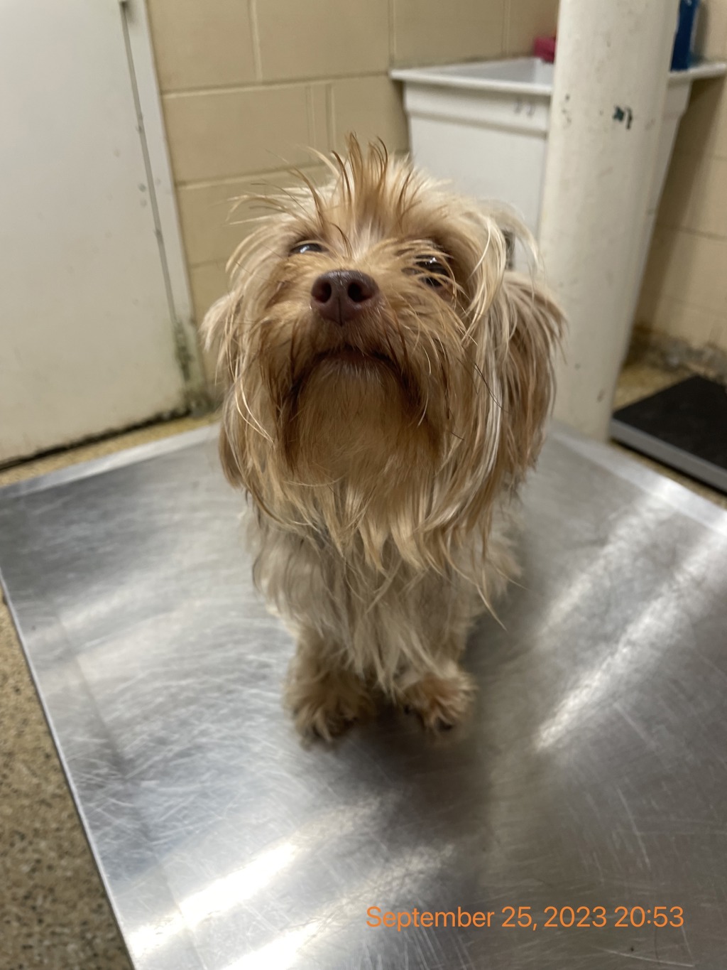 Shelter Stray Female Dog last seen FL, Melbourne, FL 32934