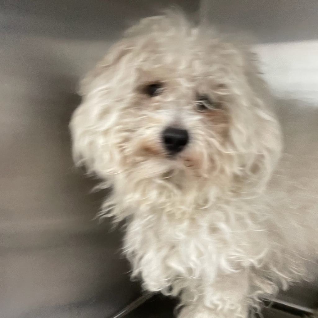 Shelter Stray Male Dog last seen Near 3rd Street, DES MOINES, IA, 50313, Des Moines, IA 50313
